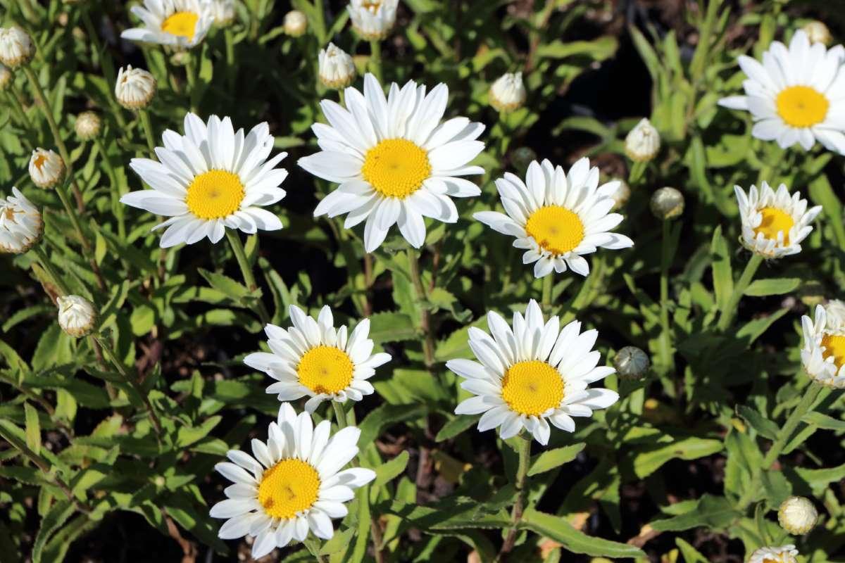Q236 Leucanthemum X Superbum Snowcap - View 9 from www redcrocus com