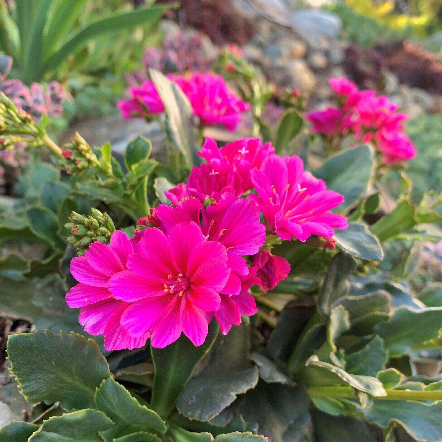 Q238 Lewisia Cotyledon 'rainbow' - View 10 from www redcrocus com