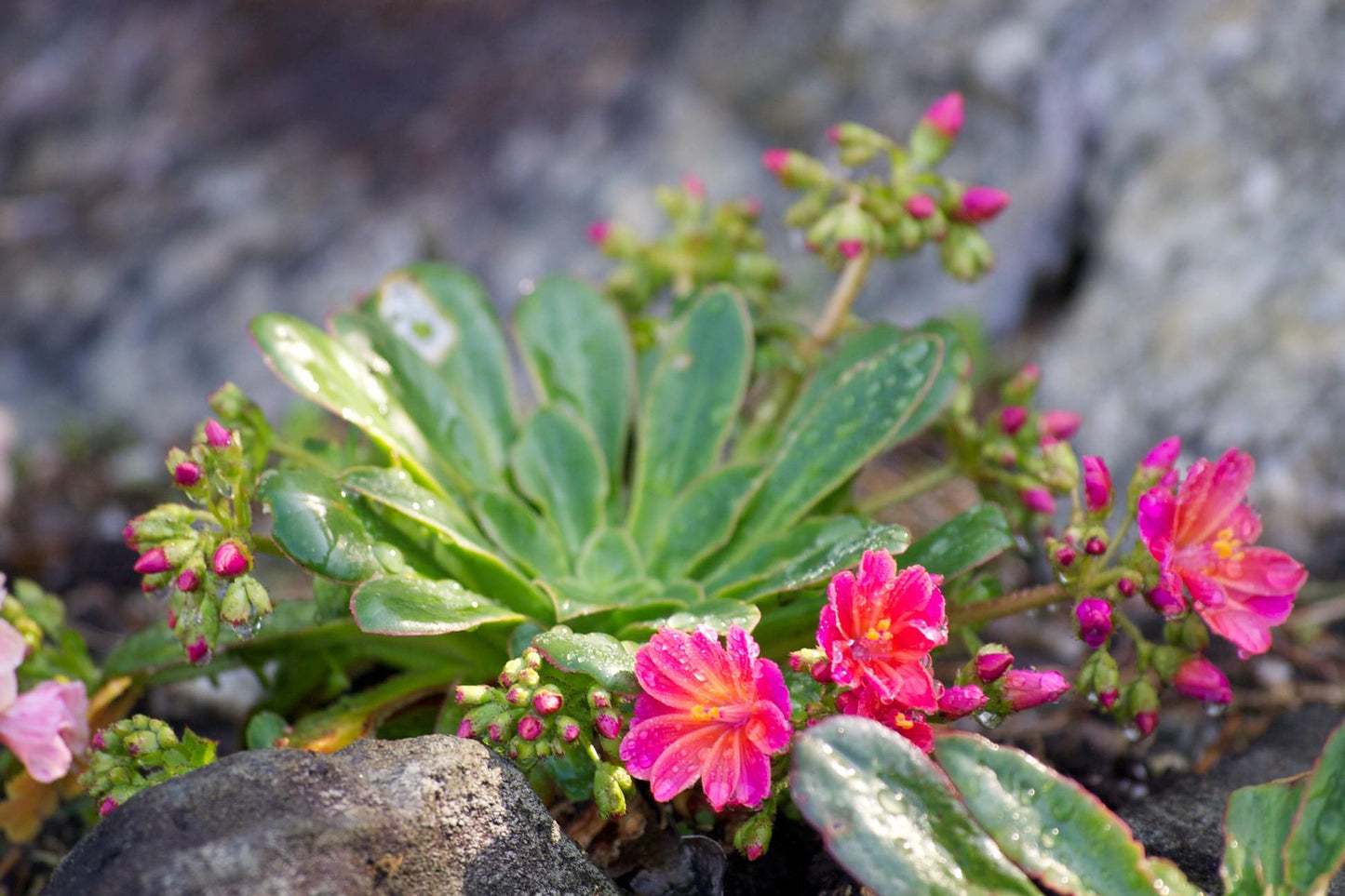 Q238 Lewisia Cotyledon 'rainbow' - View 11 from www redcrocus com
