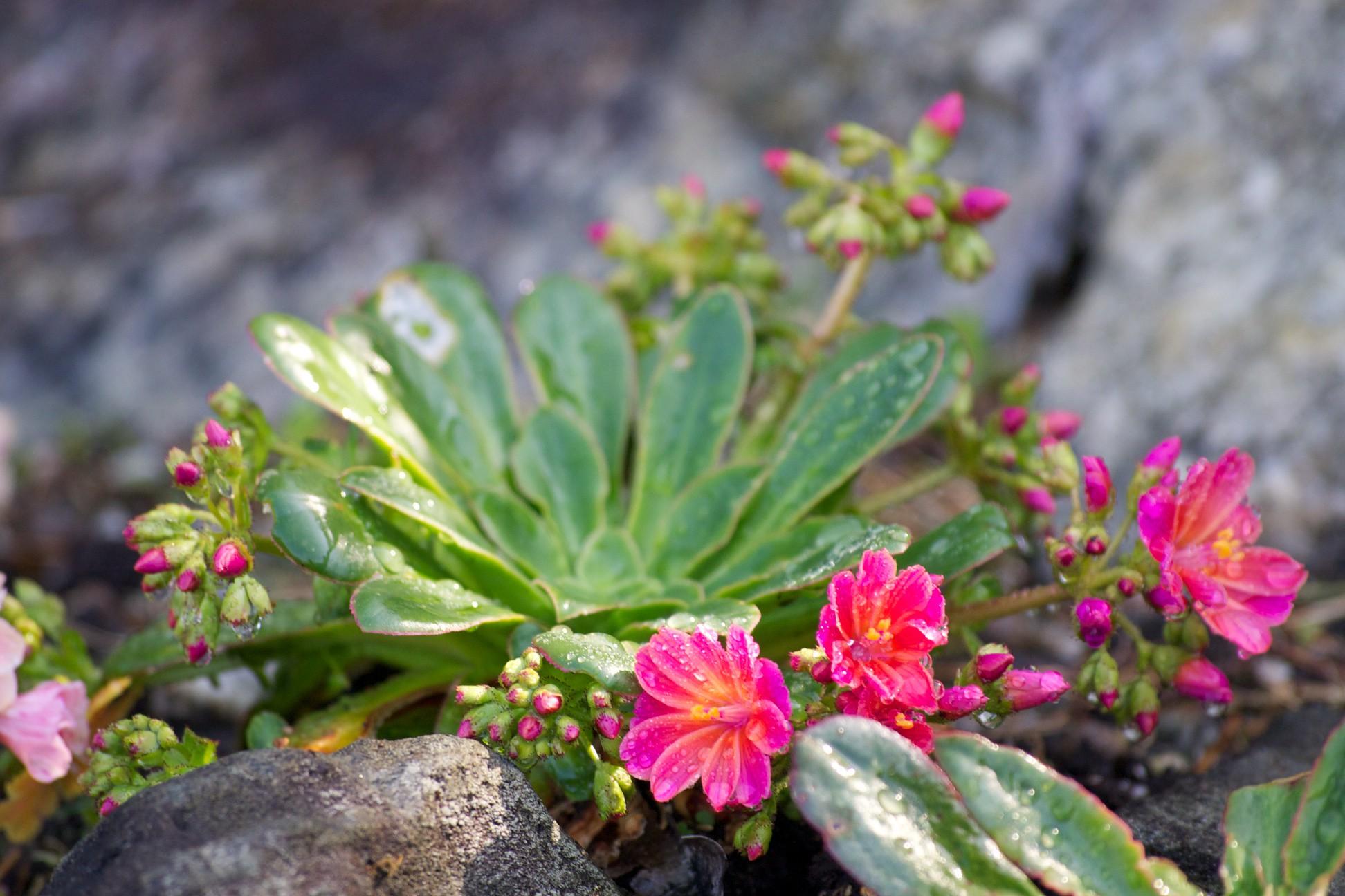 Q238 Lewisia Cotyledon 'rainbow' - View 11 from www redcrocus com