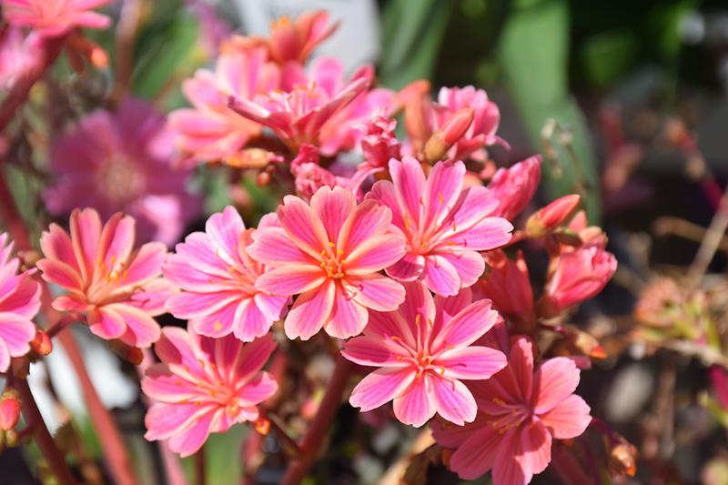 Q238 Lewisia Cotyledon 'rainbow' - View 13 from www redcrocus com