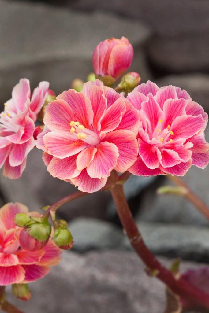 Q238 Lewisia Cotyledon 'rainbow' - View 14 from www redcrocus com