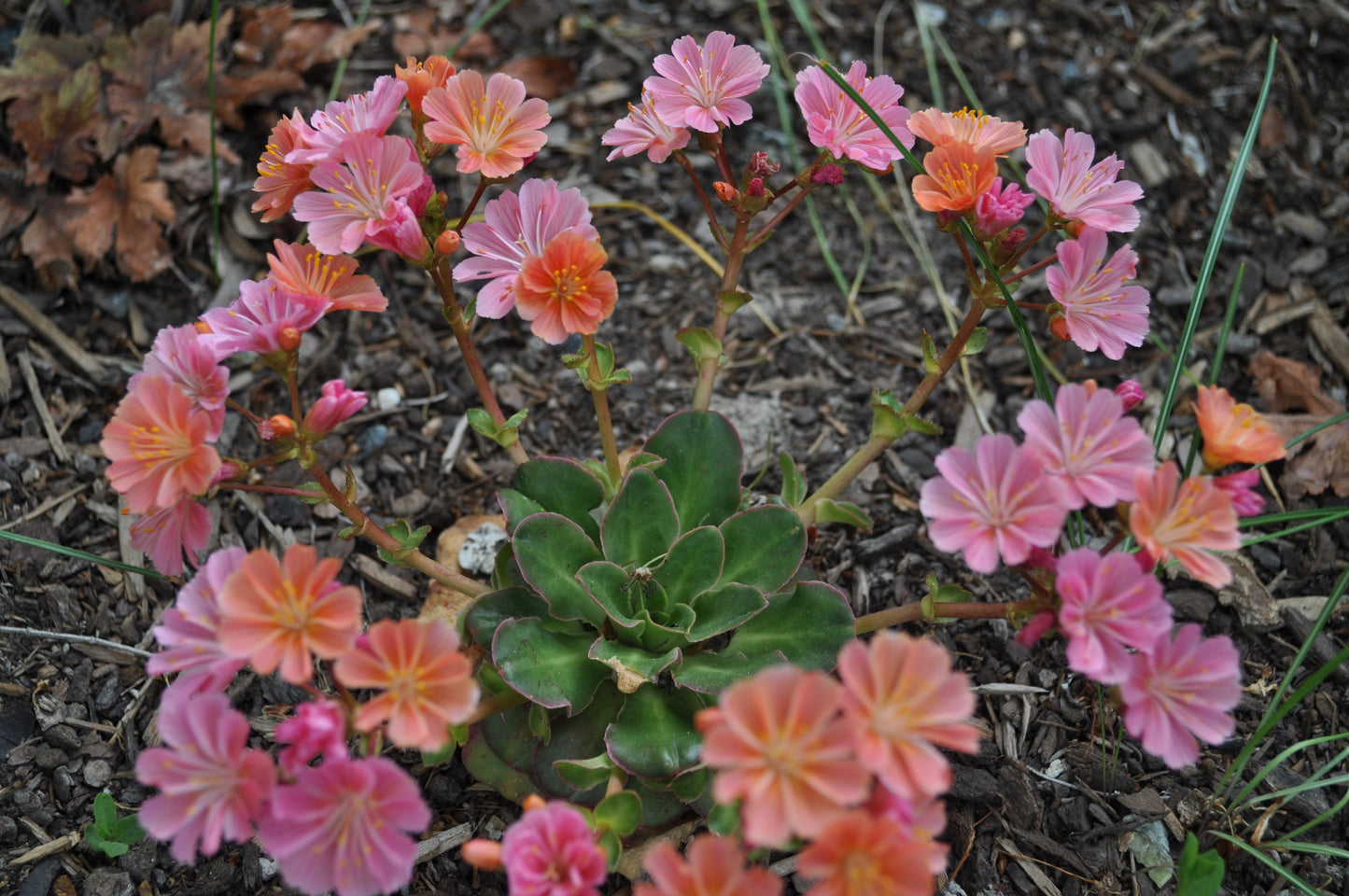 Q238 Lewisia Cotyledon 'rainbow' - View 15 from www redcrocus com