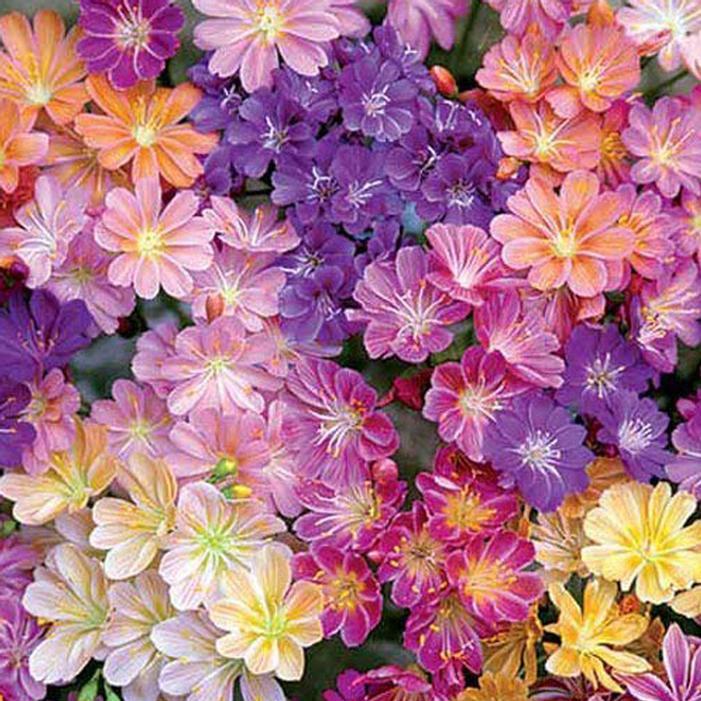 Q238 Lewisia Cotyledon 'rainbow' - View 18 from www redcrocus com