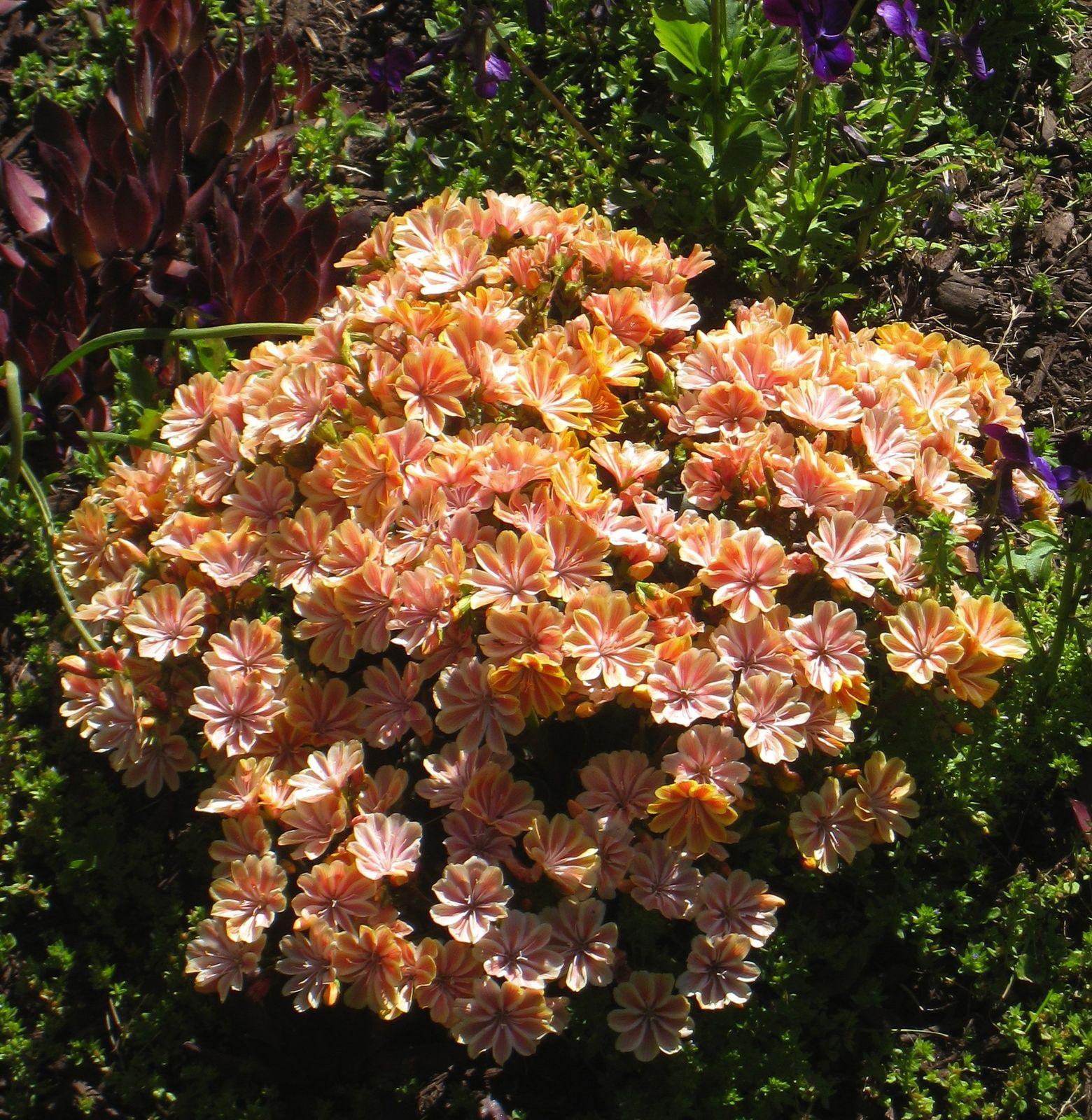 Q238 Lewisia Cotyledon 'rainbow' - View 19 from www redcrocus com
