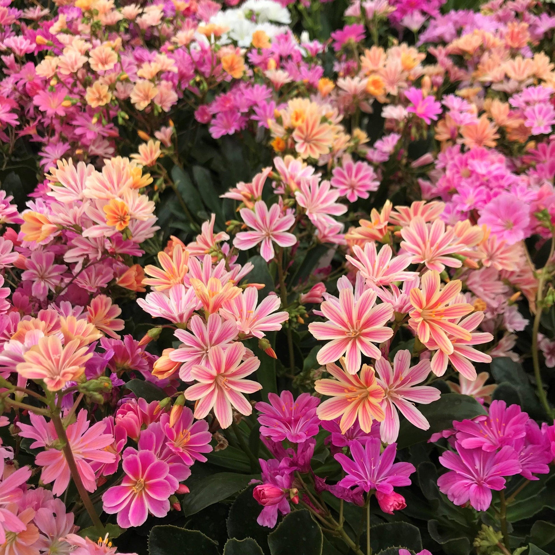 Q238 Lewisia Cotyledon 'rainbow' - View 1 from www redcrocus com