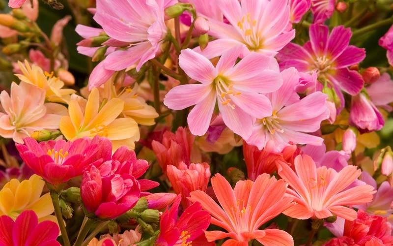 Q238 Lewisia Cotyledon 'rainbow' - View 22 from www redcrocus com