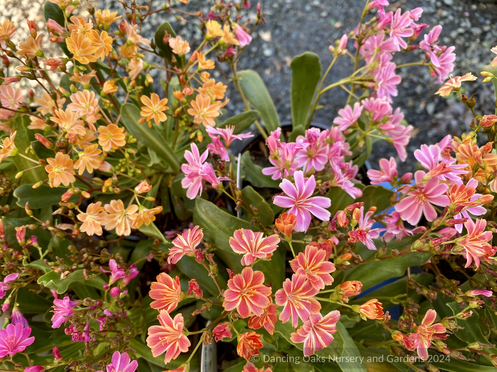 Q238 Lewisia Cotyledon 'rainbow' - View 24 from www redcrocus com