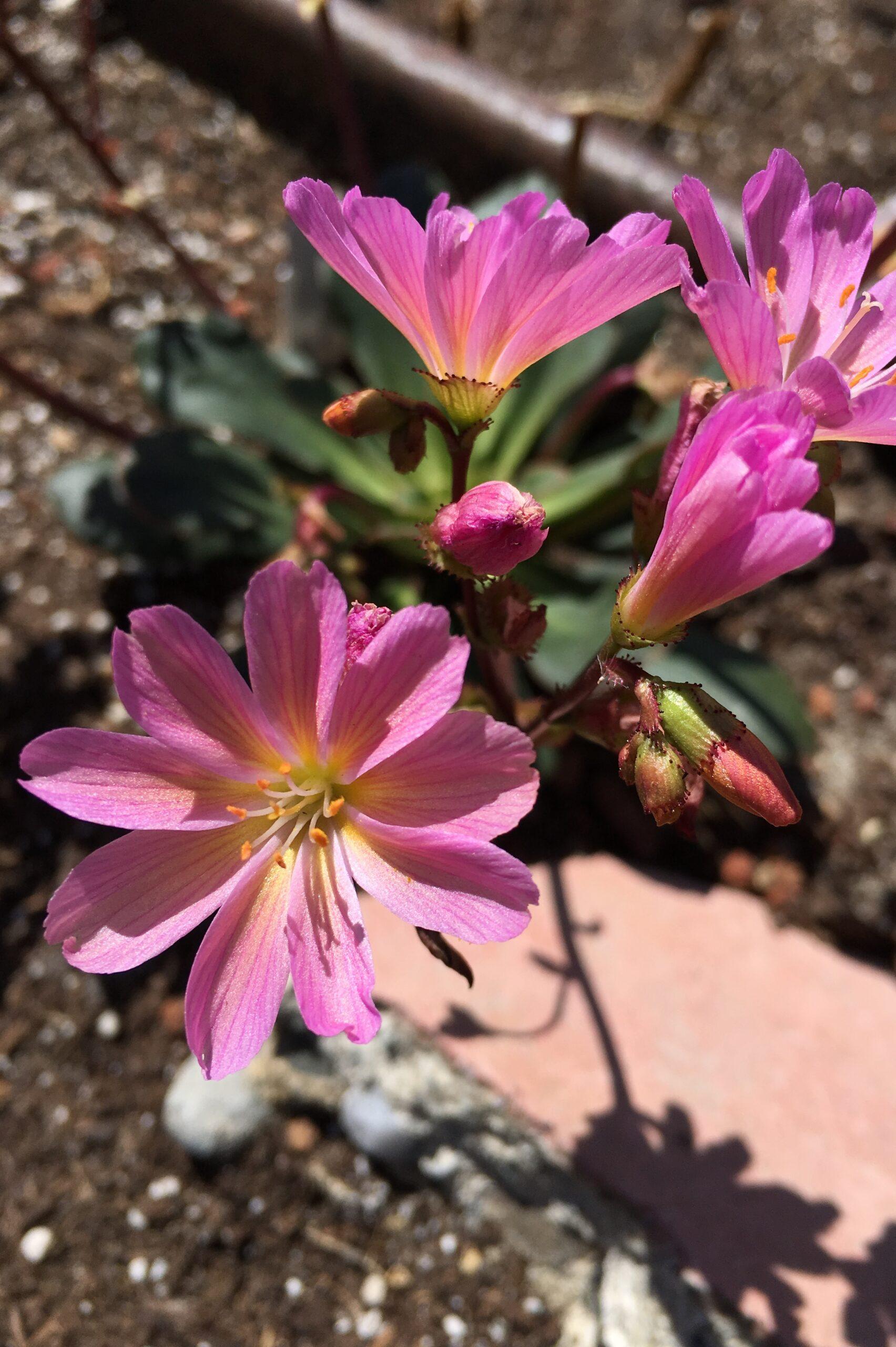 Q238 Lewisia Cotyledon 'rainbow' - View 25 from www redcrocus com