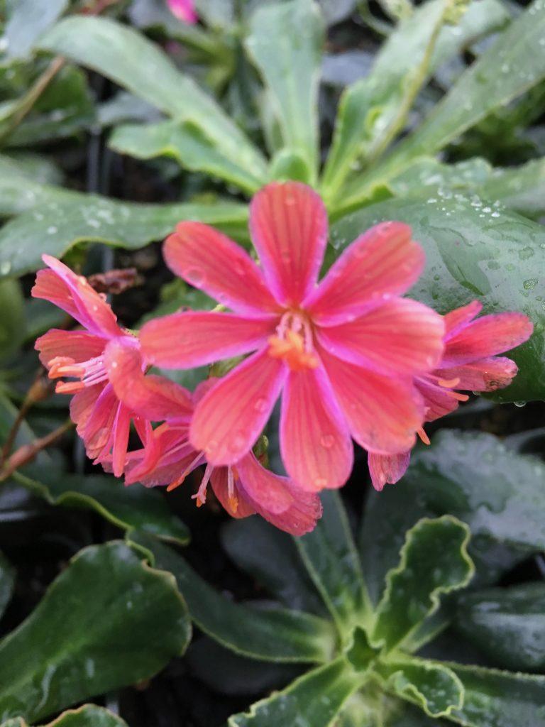 Q238 Lewisia Cotyledon 'rainbow' - View 26 from www redcrocus com