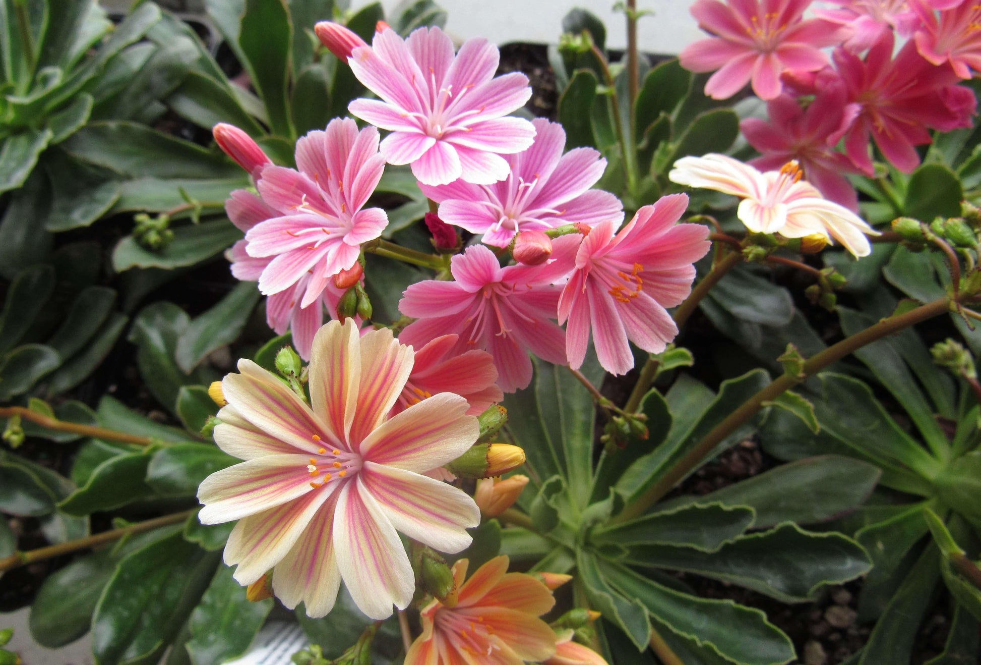 Q238 Lewisia Cotyledon 'rainbow' - View 27 from www redcrocus com