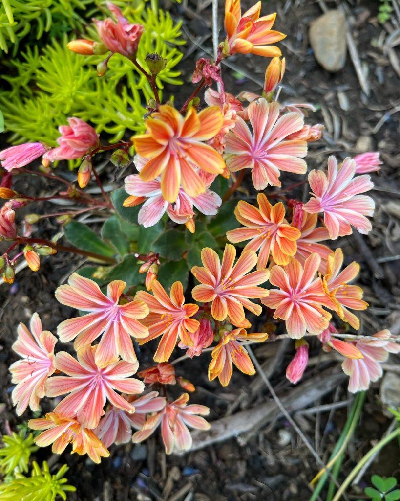 Q238 Lewisia Cotyledon 'rainbow' - View 2 from www redcrocus com