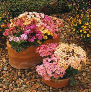 Q238 Lewisia Cotyledon 'rainbow' - View 30 from www redcrocus com