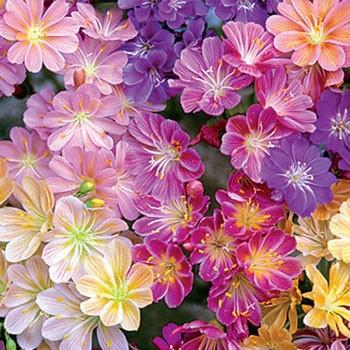 Q238 Lewisia Cotyledon 'rainbow' - View 31 from www redcrocus com