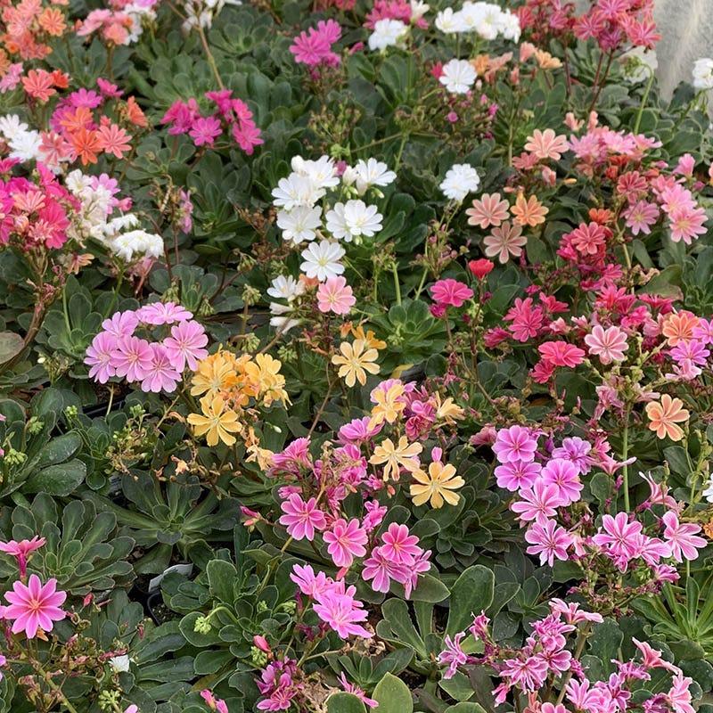 Q238 Lewisia Cotyledon 'rainbow' - View 32 from www redcrocus com