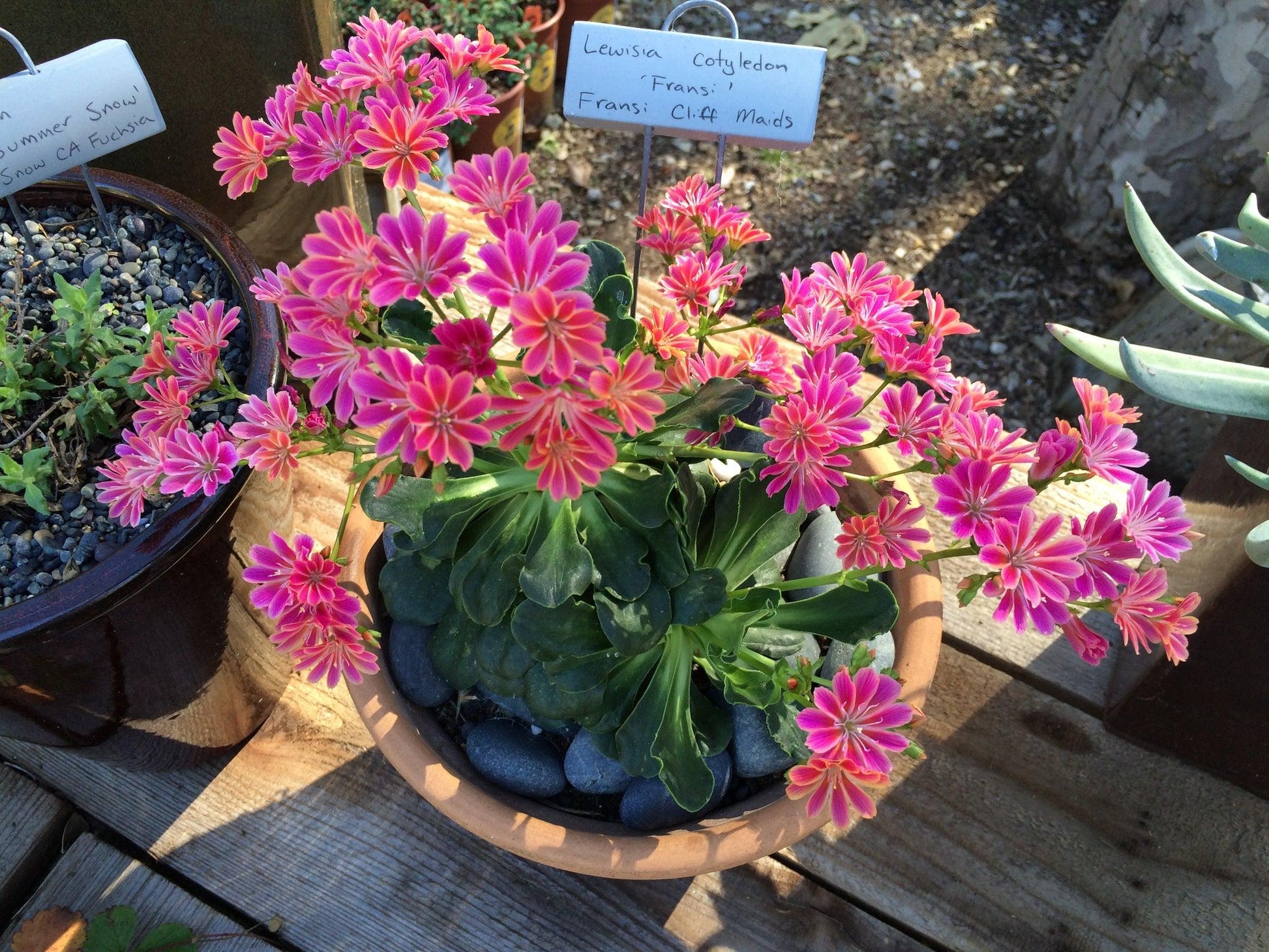 Q238 Lewisia Cotyledon 'rainbow' - View 33 from www redcrocus com