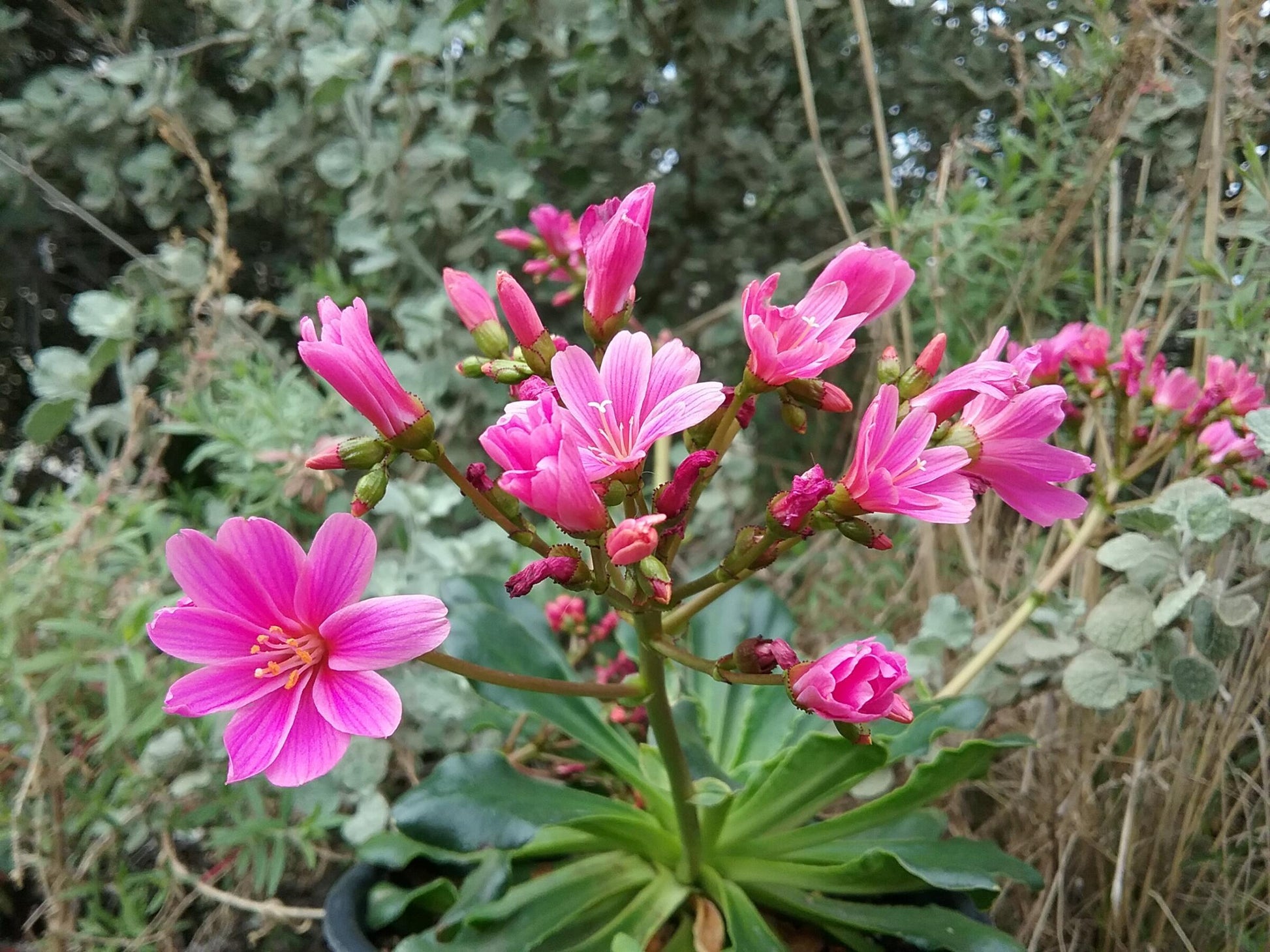 Q238 Lewisia Cotyledon 'rainbow' - View 34 from www redcrocus com