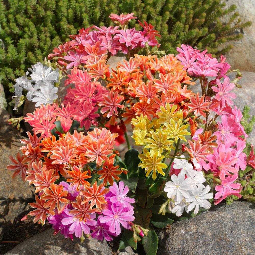 Q238 Lewisia Cotyledon 'rainbow' - View 37 from www redcrocus com