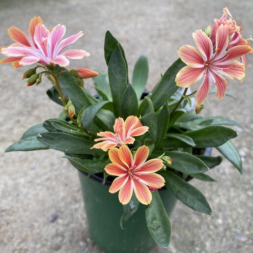 Q238 Lewisia Cotyledon 'rainbow' - View 39 from www redcrocus com