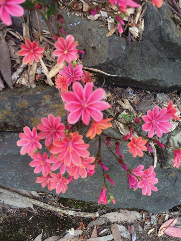 Q238 Lewisia Cotyledon 'rainbow' - View 4 from www redcrocus com