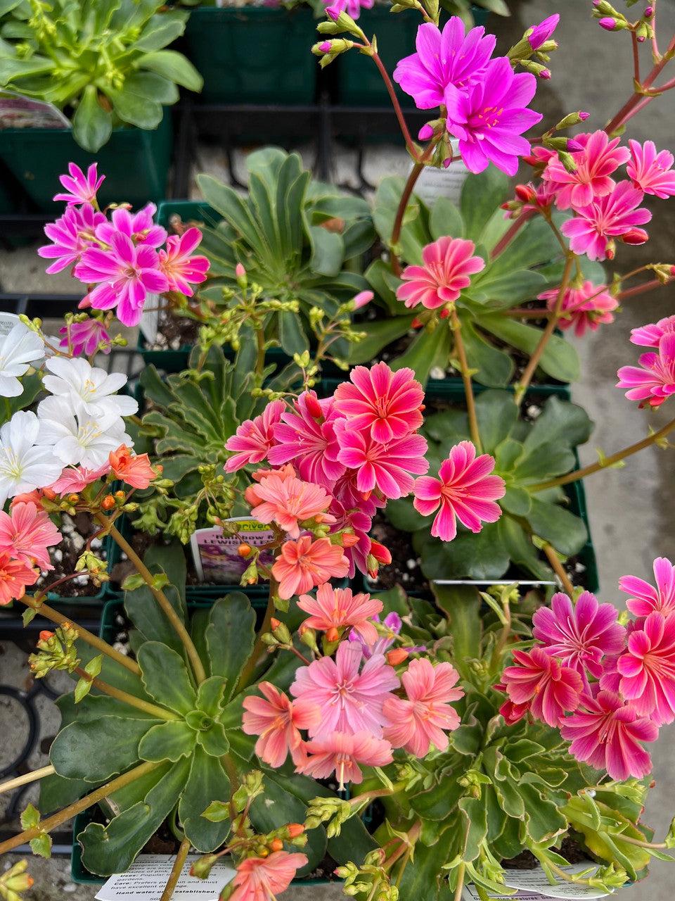 Q238 Lewisia Cotyledon 'rainbow' - View 7 from www redcrocus com