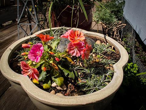 Q238 Lewisia Cotyledon 'rainbow' - View 8 from www redcrocus com