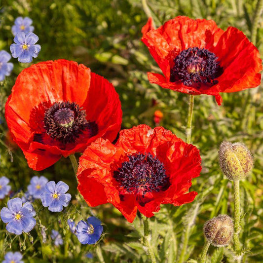 Q296 Papaver Orientale Brilliant - View 10 from www redcrocus com