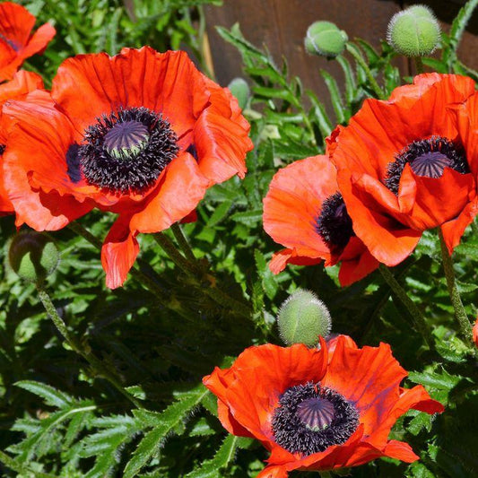 Q299 Papaver Orientale Prince Of Orange - View 11 from www redcrocus com