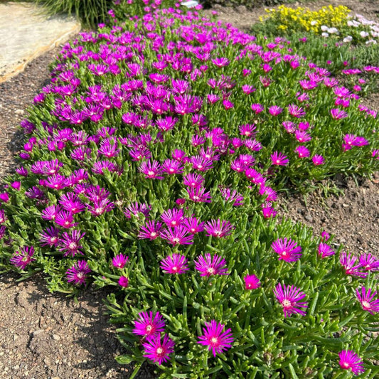 Q481 Delosperma Cooperi 1 D3e69488 270c 47ea 8df4 930187694063 from www redcrocus com