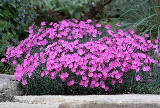 Q482 Dianthus Gratianopolitanus Firewitch 1 Fcbb811a 8b3d 499e 9d80 Ed759a82e3c4 from www redcrocus com