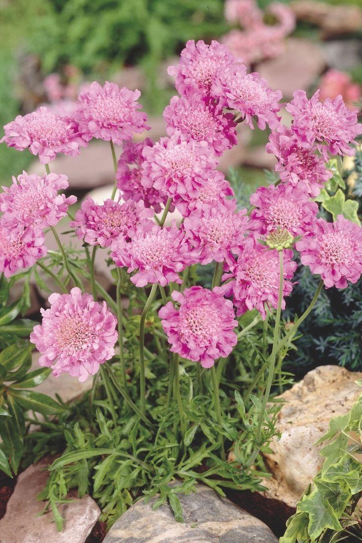 Q594 Scabiosa Columbaria Pink Mist 10 Dad90fc0 F347 449b B8cb F32727142bb4 from www redcrocus com
