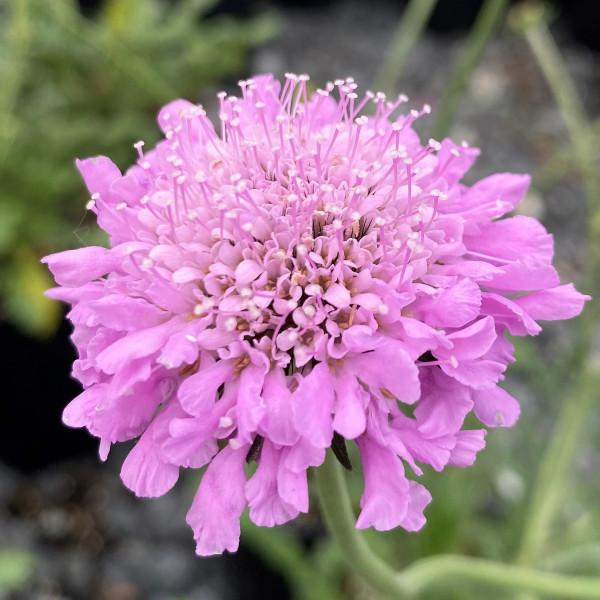Q594 Scabiosa Columbaria Pink Mist 11 12f84c27 2129 469a B6a6 B86e36ad769c from www redcrocus com