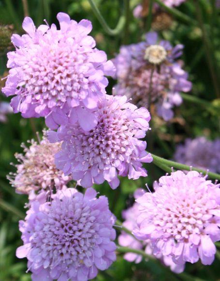 Q594 Scabiosa Columbaria Pink Mist 13 C4e06dbb E4c4 44b7 B156 4274591d17e7 from www redcrocus com