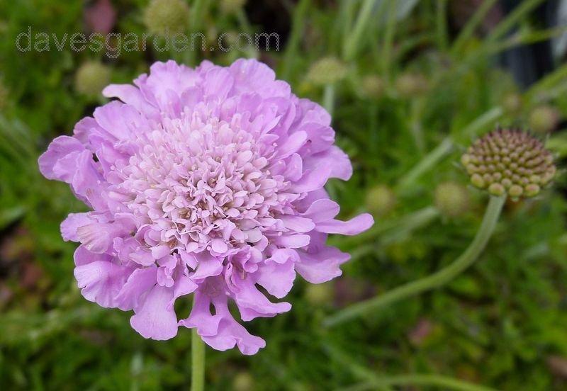 Q594 Scabiosa Columbaria Pink Mist 14 7a3ab37c 1925 4f88 99e5 577057a62060 from www redcrocus com