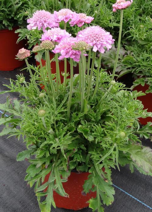Q594 Scabiosa Columbaria Pink Mist 17 F3eb2001 Ae6b 4536 A600 Db2a741fb787 from www redcrocus com