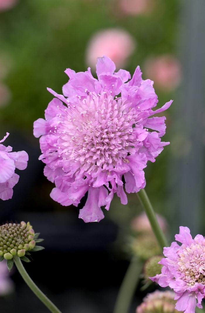 Q594 Scabiosa Columbaria Pink Mist 1 A88d1498 1108 4d7b Bce0 7aaf522cb9b6 from www redcrocus com
