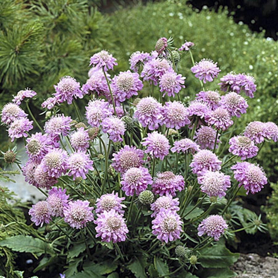 Q594 Scabiosa Columbaria Pink Mist 2 0f4476b8 167f 403b Ad6b 3c6e0517ba13 from www redcrocus com