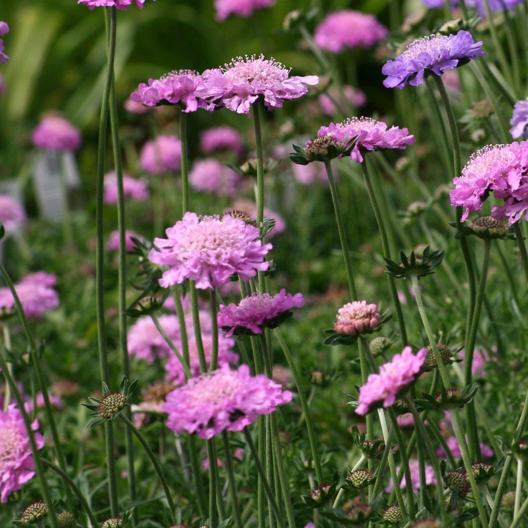 Q594 Scabiosa Columbaria Pink Mist 3 5d4e8611 Bbc6 473d 9e19 3684eaf23999 from www redcrocus com