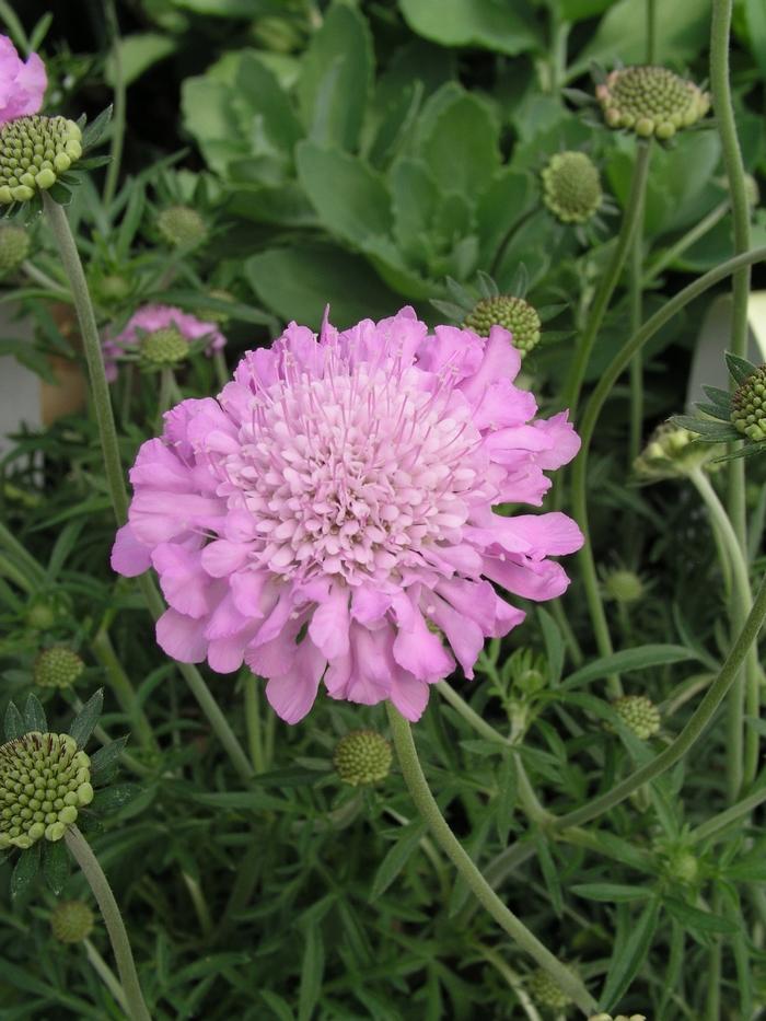 Q594 Scabiosa Columbaria Pink Mist 4 6279aec5 E2a2 45f8 Bb6d 290bddee493d from www redcrocus com