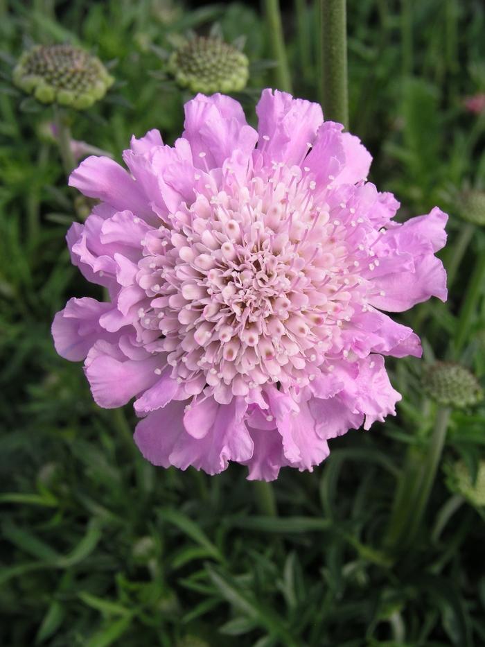 Q594 Scabiosa Columbaria Pink Mist 5 0bd63e89 A4a0 4805 A0f8 4b81b7ae5943 from www redcrocus com
