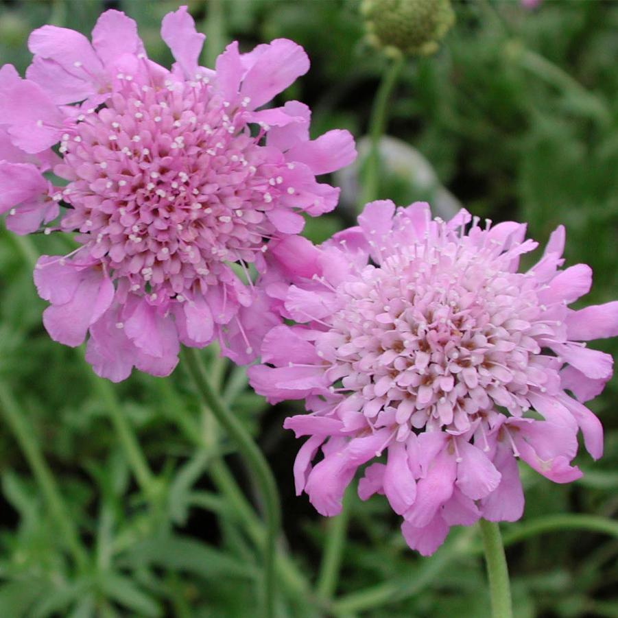 Q594 Scabiosa Columbaria Pink Mist 6 0a641752 4278 49dc Bc76 Ec9123761884 from www redcrocus com