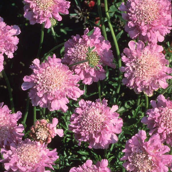 Q594 Scabiosa Columbaria Pink Mist 7 8fd0bb4f 68d3 450a 9791 Cae9b4cb8a94 from www redcrocus com