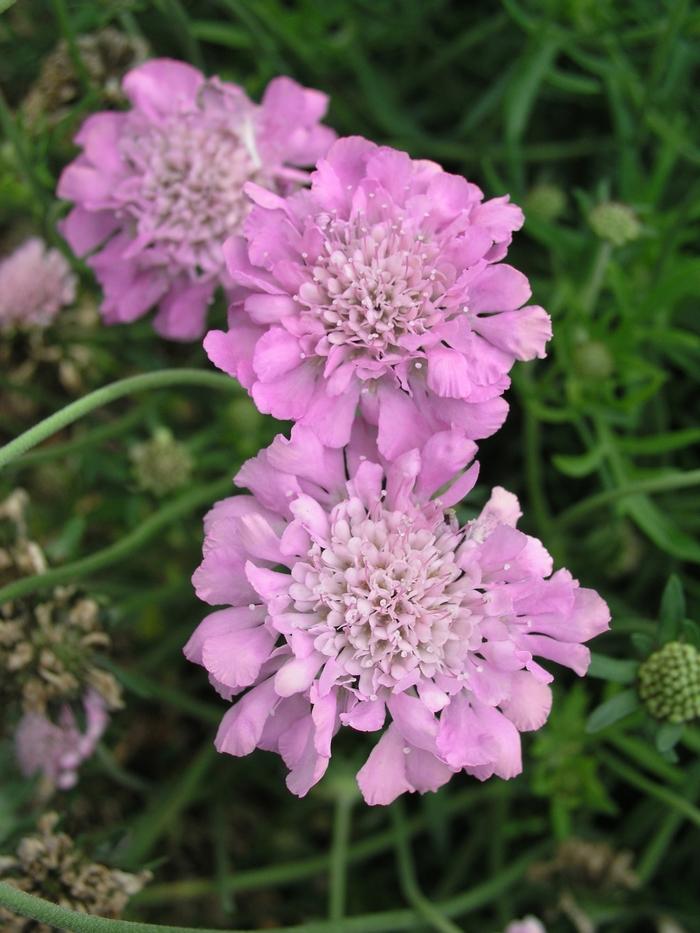 Q594 Scabiosa Columbaria Pink Mist 8 Af22fd1a Daa7 4e9d A8a6 80ea4bc7f4d5 from www redcrocus com