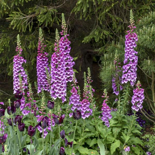 Q714 Digitalis Purpurea Dalmatian Purple - View 10 from www redcrocus com