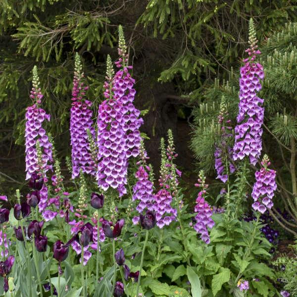 Q714 Digitalis Purpurea Dalmatian Purple 10 Af40f720 92bf 4b68 8c4b D410e42f7a1b from www redcrocus com