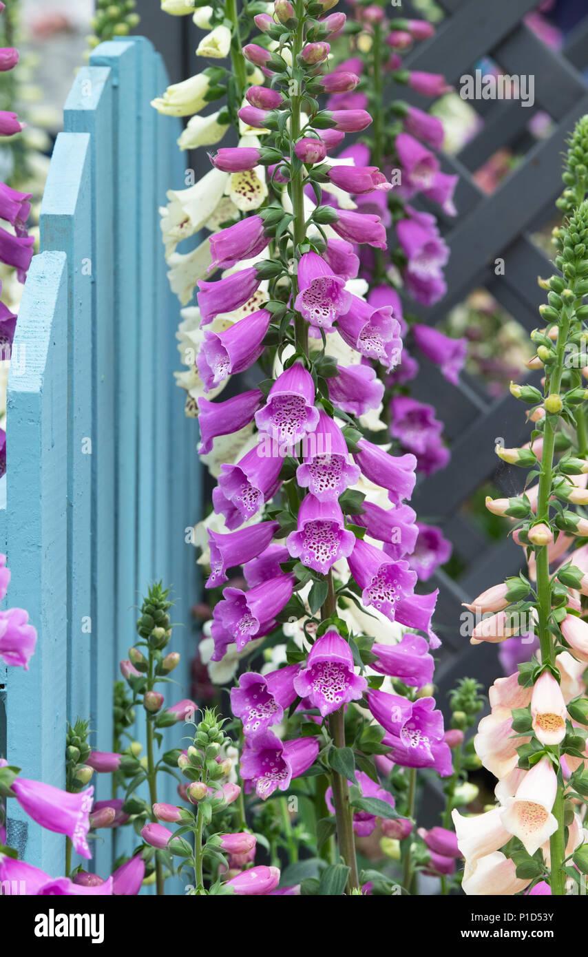 Q714 Digitalis Purpurea Dalmatian Purple 11 F951becc Aba9 40e7 8a40 7d14932f81ee from www redcrocus com