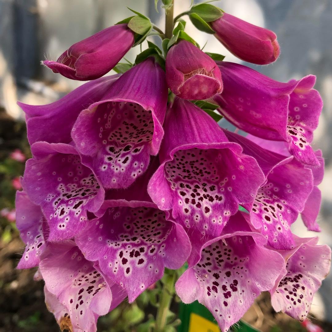 Q714 Digitalis Purpurea Dalmatian Purple 12 5241de14 4205 4f32 85af 4fd62b8f3280 from www redcrocus com