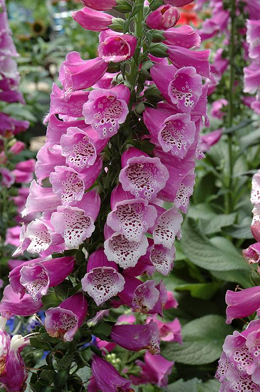 Q714 Digitalis Purpurea Dalmatian Purple 13 D36b95a1 C132 414f Baba Ad662f5b6407 from www redcrocus com