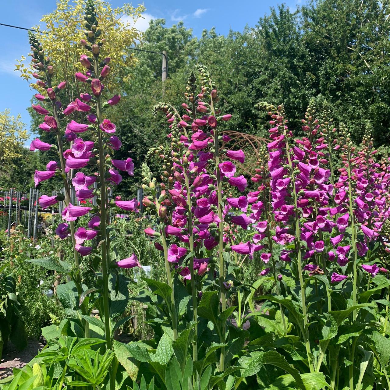 Q714 Digitalis Purpurea Dalmatian Purple 14 835a2941 56ee 49db A08a 8a1c48c33f9b from www redcrocus com