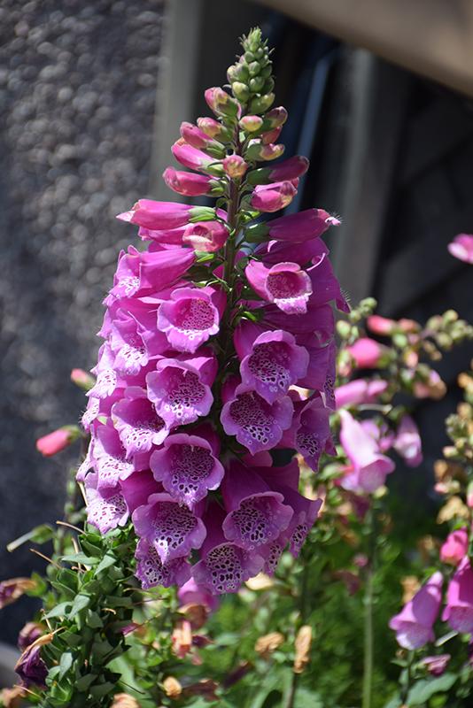 Q714 Digitalis Purpurea Dalmatian Purple 15 84edbe7c 4f55 4b9a 9482 028045f96b79 from www redcrocus com